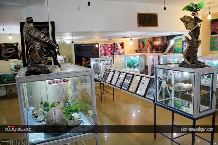 گزارش تصویری از نمایشگاه تاکسیدرمی در شهرکرد