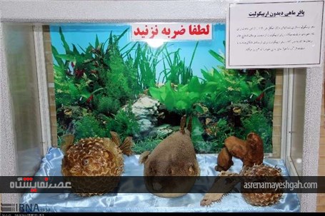 گزارش تصویری از نمایشگاه تاکسیدرمی در شهرکرد