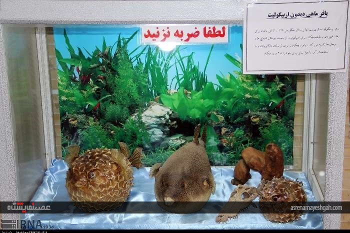گزارش تصویری از نمایشگاه تاکسیدرمی در شهرکرد