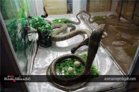 گزارش تصویری از نمایشگاه تاکسیدرمی در شهرکرد