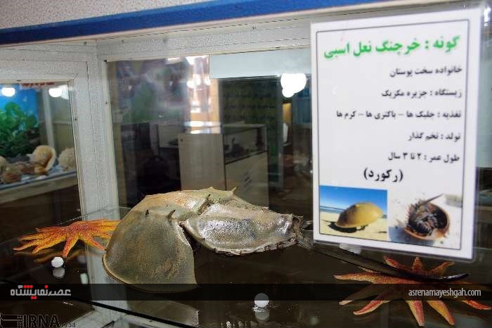 گزارش تصویری از نمایشگاه تاکسیدرمی در شهرکرد