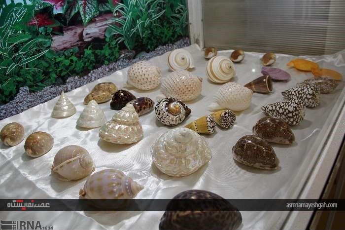 گزارش تصویری از نمایشگاه تاکسیدرمی در شهرکرد