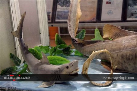 گزارش تصویری از نمایشگاه تاکسیدرمی در شهرکرد