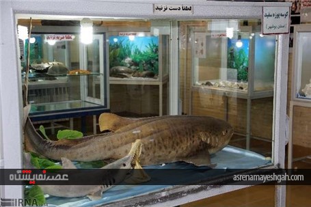 گزارش تصویری از نمایشگاه تاکسیدرمی در شهرکرد