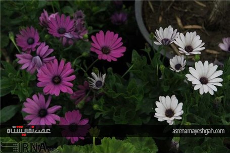 گزارش تصویری افتتاح نمایشگاه گل و گیاه خراسان جنوبی در بیرجند