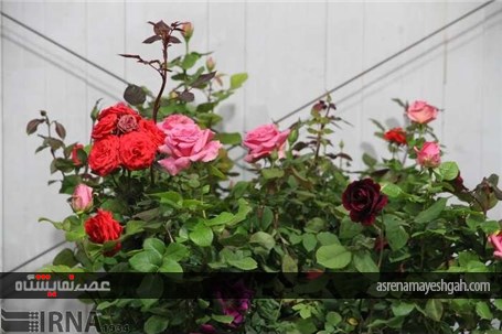 گزارش تصویری افتتاح نمایشگاه گل و گیاه خراسان جنوبی در بیرجند