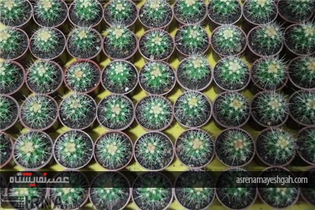 گزارش تصویری افتتاح نمایشگاه گل و گیاه خراسان جنوبی در بیرجند