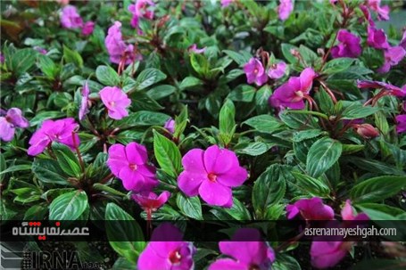 گزارش تصویری افتتاح نمایشگاه گل و گیاه خراسان جنوبی در بیرجند