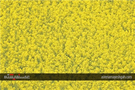 گزارش تصویری بازدید مدیران وزارت جهاد و کشاورزی. از آماده سازی نخستین نمایشگاه روزهای مزرعه ایران