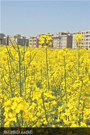 گزارش تصویری بازدید مدیران وزارت جهاد و کشاورزی. از آماده سازی نخستین نمایشگاه روزهای مزرعه ایران