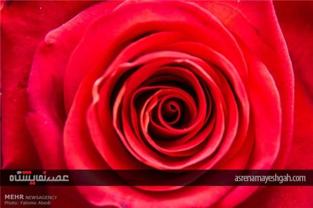 آغاز به کار پانزدهمین جشنواره گل و گیاه محلات +تصاویر