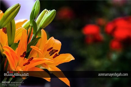 آغاز به کار پانزدهمین جشنواره گل و گیاه محلات +تصاویر