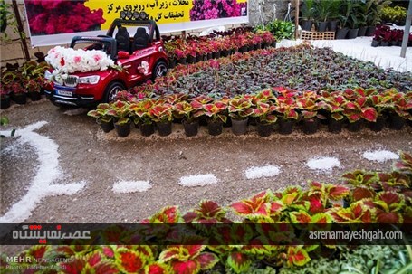 آغاز به کار پانزدهمین جشنواره گل و گیاه محلات +تصاویر