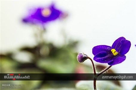 آغاز به کار پانزدهمین جشنواره گل و گیاه محلات +تصاویر