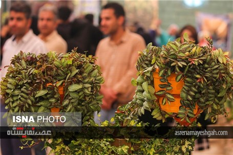 گزارش تصویری از پانزدهمین نمایشگاه گل محلات