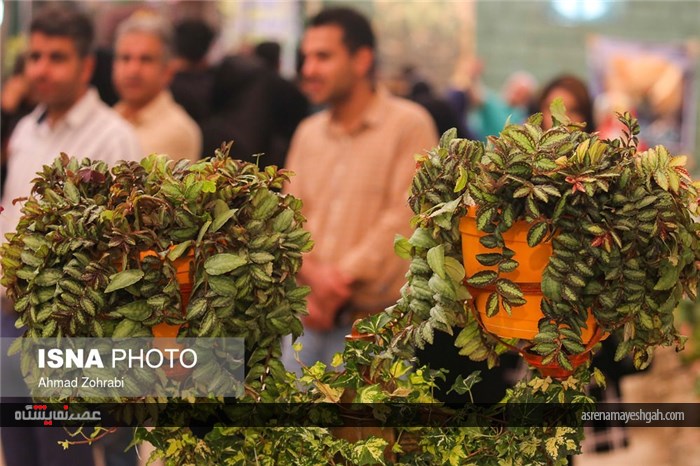 گزارش تصویری از پانزدهمین نمایشگاه گل محلات