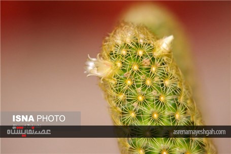 گزارش تصویری از پانزدهمین نمایشگاه گل محلات