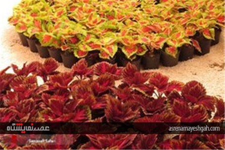 گزارش تصویری از پانزدهمین نمایشگاه گل و گیاه محلات در دهکده گل محلات