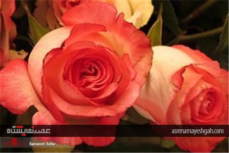 گزارش تصویری از پانزدهمین نمایشگاه گل و گیاه محلات در دهکده گل محلات
