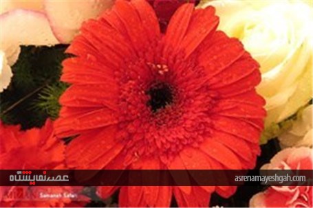 گزارش تصویری از پانزدهمین نمایشگاه گل و گیاه محلات در دهکده گل محلات