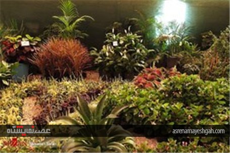 گزارش تصویری از پانزدهمین نمایشگاه گل و گیاه محلات در دهکده گل محلات