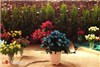 گزارش تصویری از پانزدهمین نمایشگاه گل و گیاه محلات در دهکده گل محلات