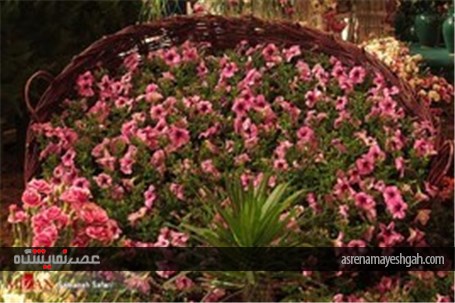 گزارش تصویری از پانزدهمین نمایشگاه گل و گیاه محلات در دهکده گل محلات