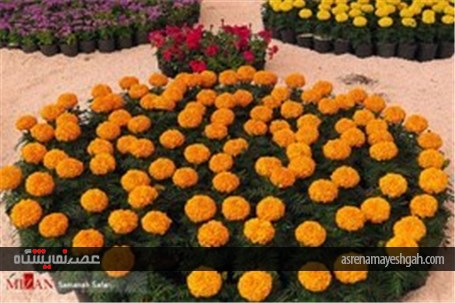 گزارش تصویری از پانزدهمین نمایشگاه گل و گیاه محلات در دهکده گل محلات