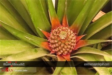 گزارش تصویری از پانزدهمین نمایشگاه گل و گیاه محلات در دهکده گل محلات