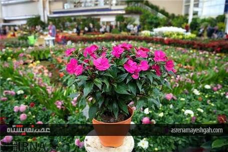 گزارش تصویری از پانزدهمین نمایشگاه فصلی گل و گیاه تهران