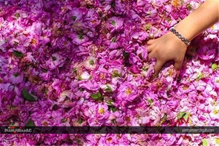 تصاویری از جشنواره گلاب گیری