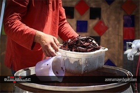 جشنواره گلاب گیری
