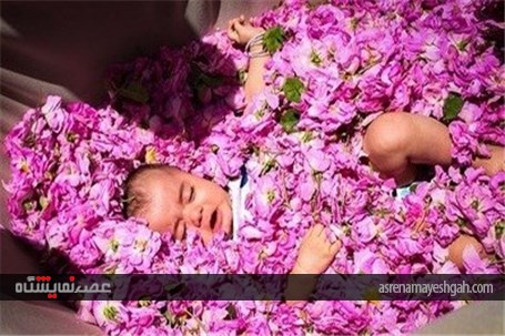 جشنواره گلاب گیری