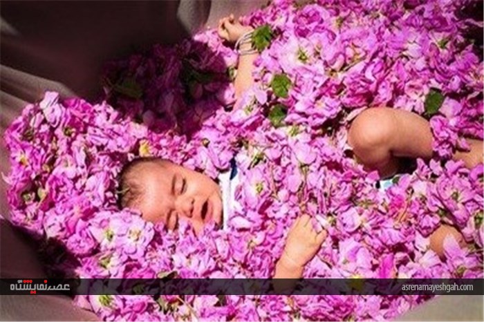 جشنواره گلاب گیری