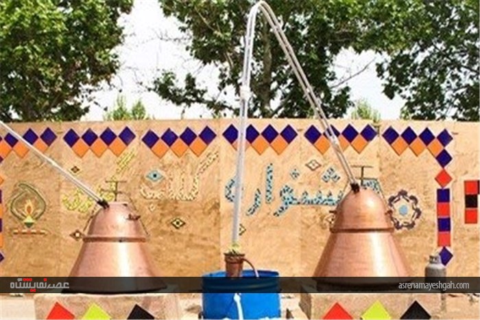 جشنواره گلاب گیری