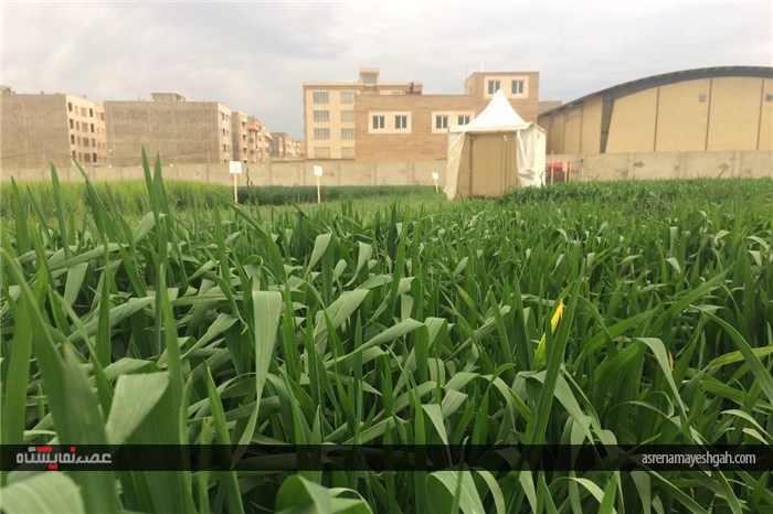 گزارش تصویری اقدامات برگزاری نخستین نمایشگاه بین المللی روزهای مزرعه در ایران