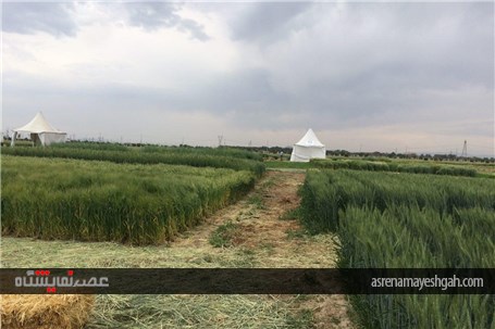 گزارش تصویری اقدامات برگزاری نخستین نمایشگاه بین المللی روزهای مزرعه در ایران