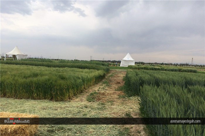 گزارش تصویری اقدامات برگزاری نخستین نمایشگاه بین المللی روزهای مزرعه در ایران