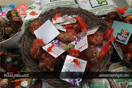 نمایشگاه گل و گیاه در زنجان