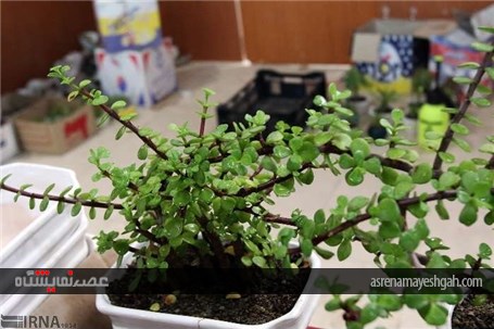 نمایشگاه گل و گیاه در زنجان