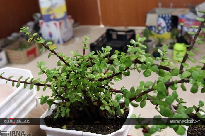 نمایشگاه گل و گیاه در زنجان