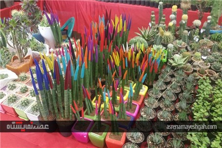 گزارش تصویری از رویش گلها در دل کویر نمایشگاه گل وگیاه کرمان