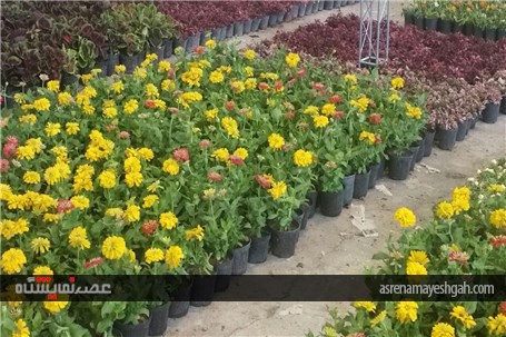 گزارش تصویری از رویش گلها در دل کویر نمایشگاه گل وگیاه کرمان
