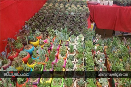 گزارش تصویری از رویش گلها در دل کویر نمایشگاه گل وگیاه کرمان