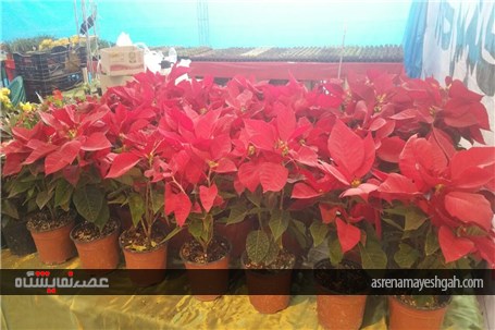 گزارش تصویری از رویش گلها در دل کویر نمایشگاه گل وگیاه کرمان