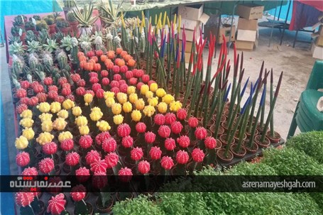 گزارش تصویری از رویش گلها در دل کویر نمایشگاه گل وگیاه کرمان