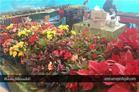 گزارش تصویری از رویش گلها در دل کویر نمایشگاه گل وگیاه کرمان