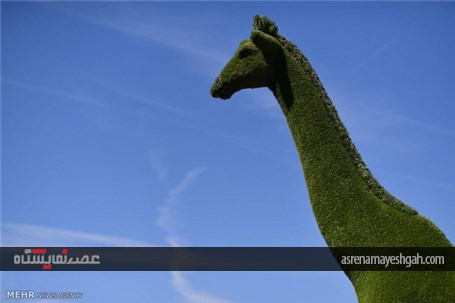 گزارش تصویری از نمایشگاه گل و گیاه چلسی‎