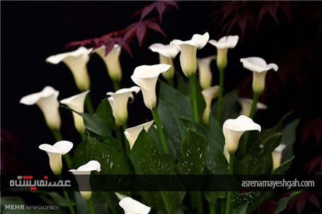 گزارش تصویری از نمایشگاه گل و گیاه چلسی‎