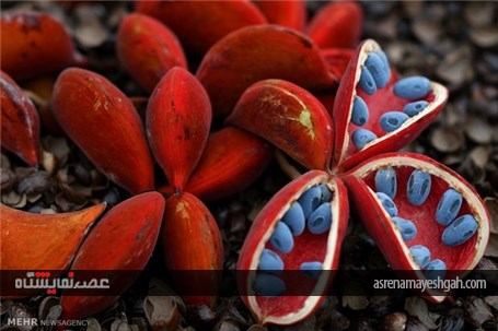 گزارش تصویری از نمایشگاه گل و گیاه چلسی‎
